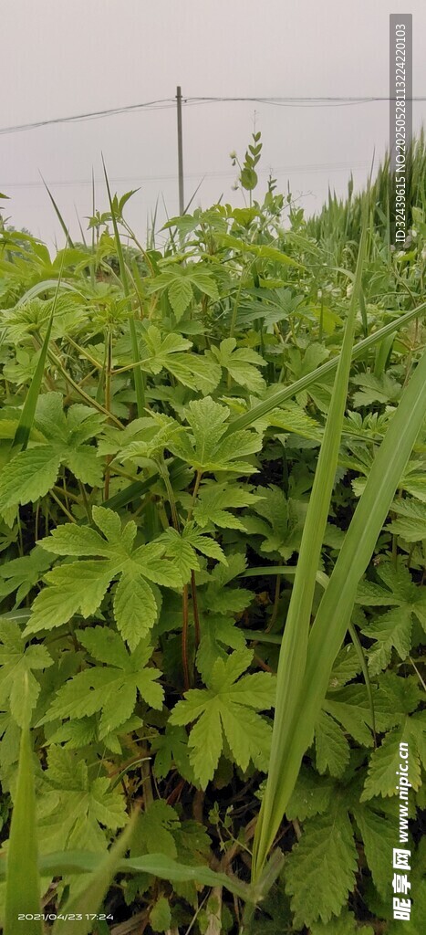 繁茂绿植景观