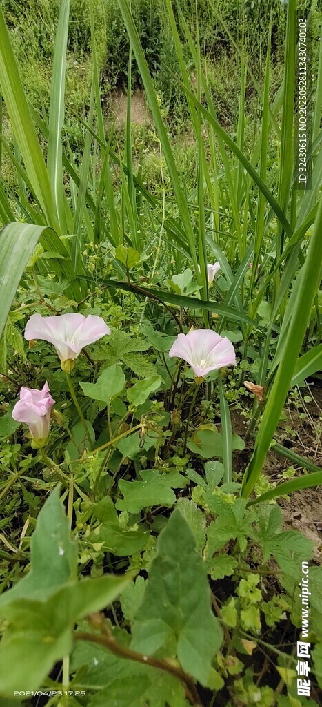 草丛中的粉嫩小花