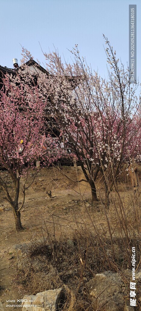 春日桃林美景