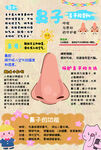 鼻子卡通介绍