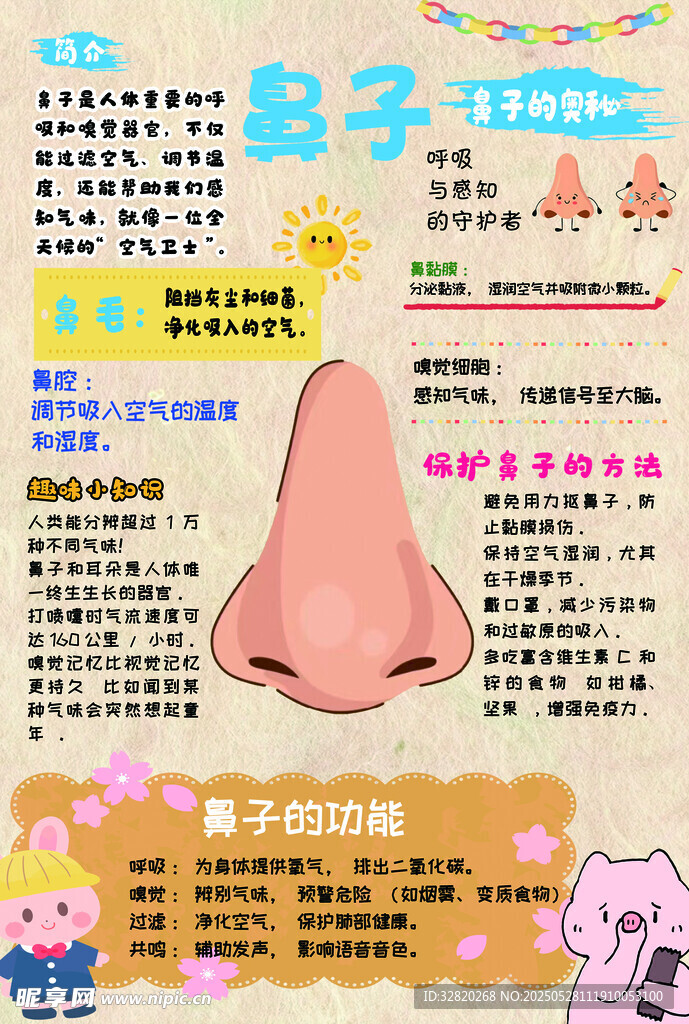 鼻子卡通介绍