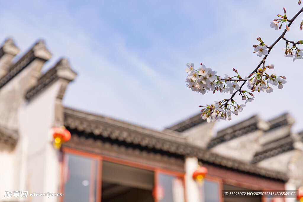 中式古建枝头绽花美景