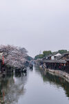 江南水乡樱花烂漫之景