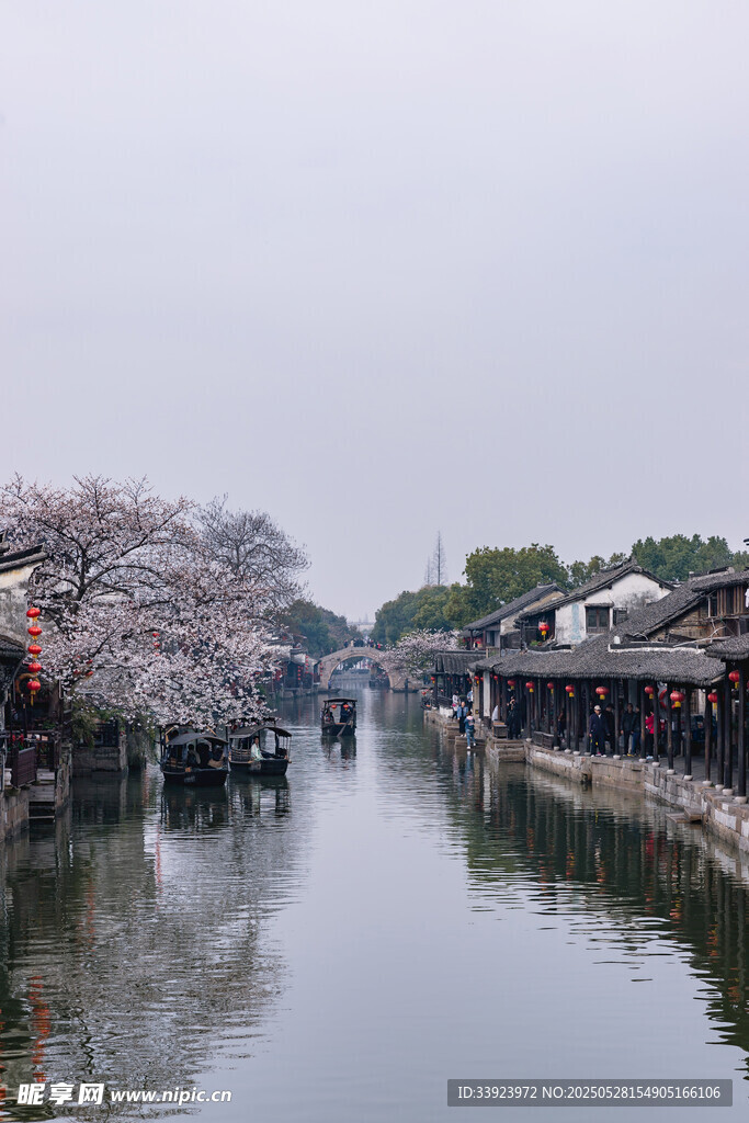 江南水乡樱花烂漫之景