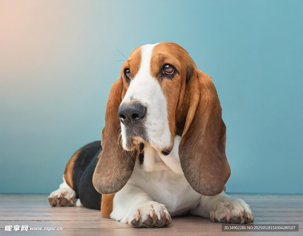 趴着的可爱巴吉度猎犬