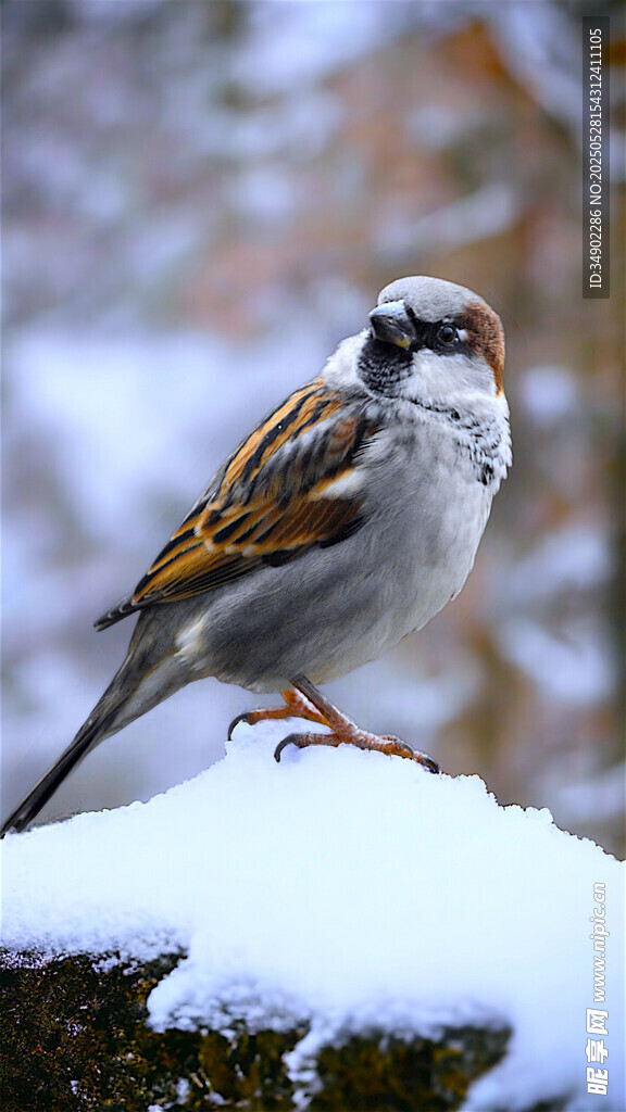 雪上麻雀