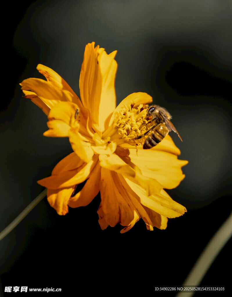 蜜蜂采蜜于黄色花朵间