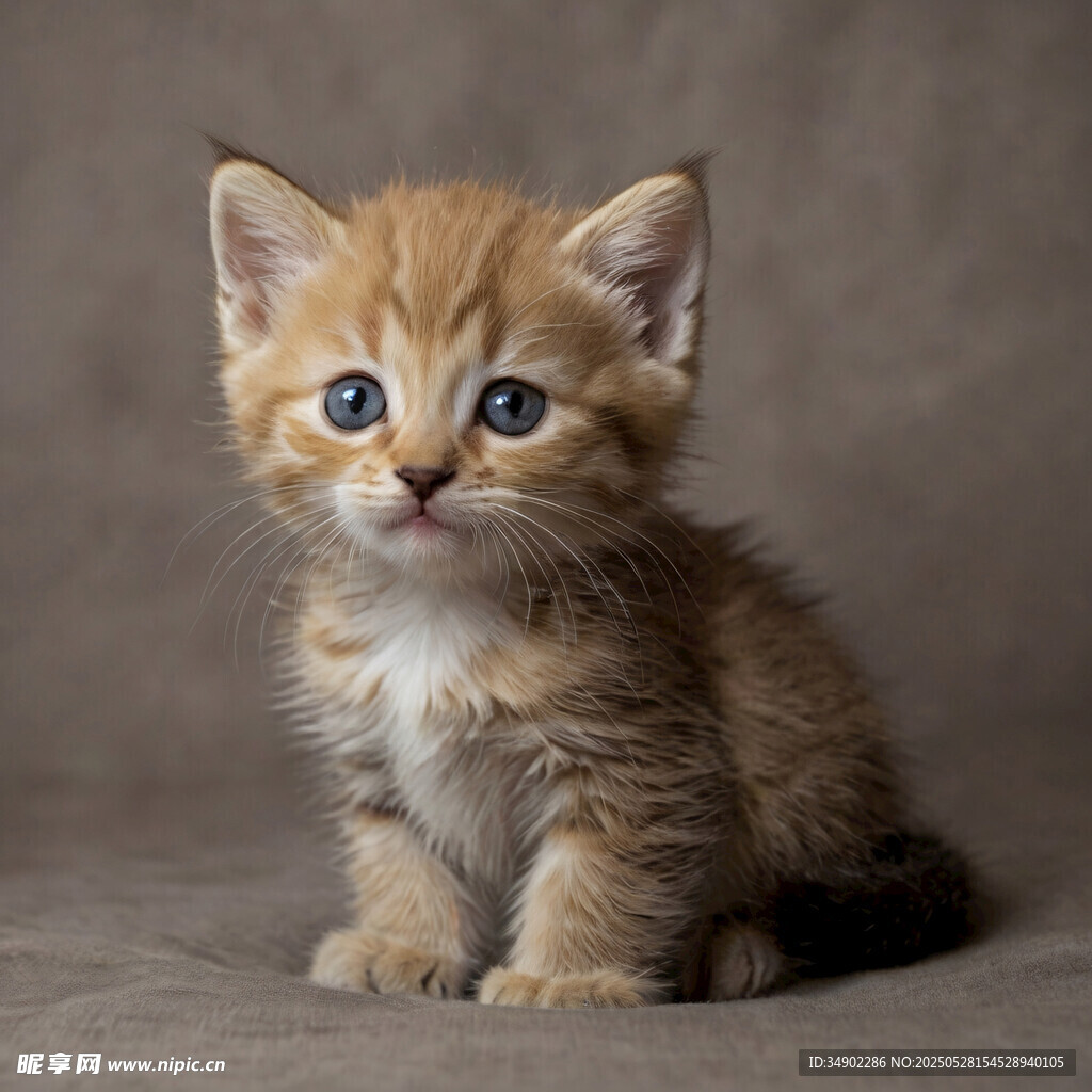 可爱小奶猫坐立模样