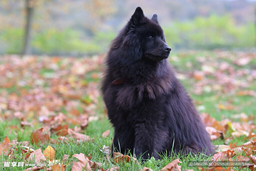 黑犬坐于秋景草地中