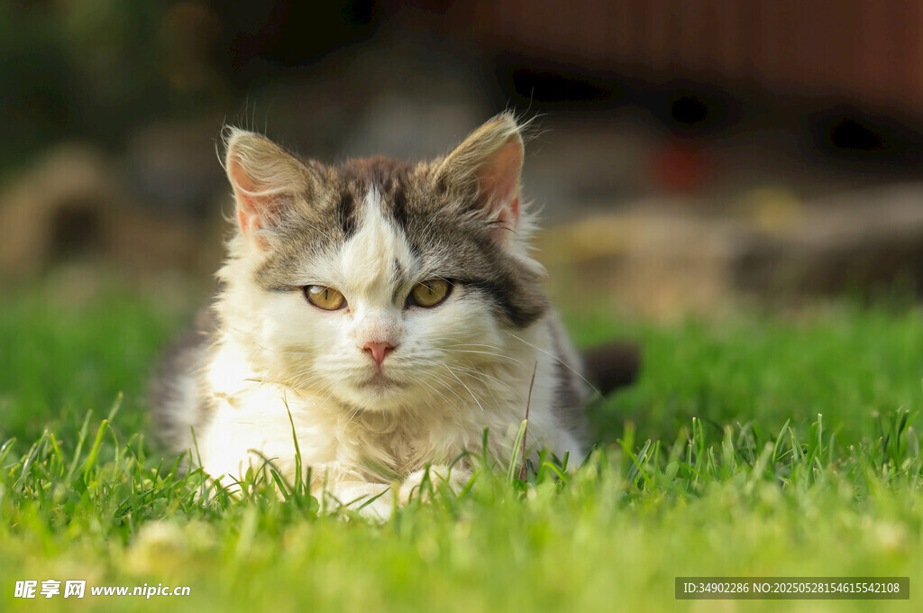 草地上的可爱猫咪