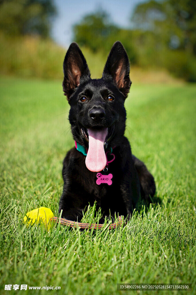 草地上吐舌的可爱黑犬