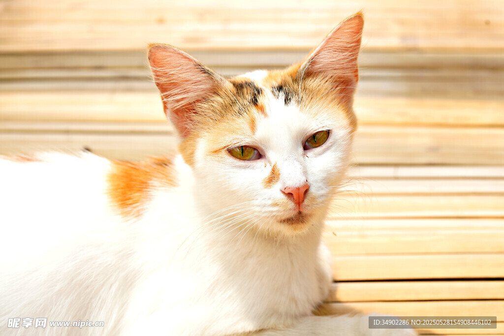 白棕相间猫咪安静趴卧