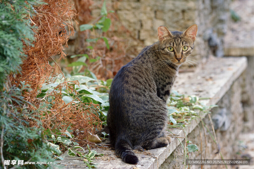 石台上的蹲坐猫咪