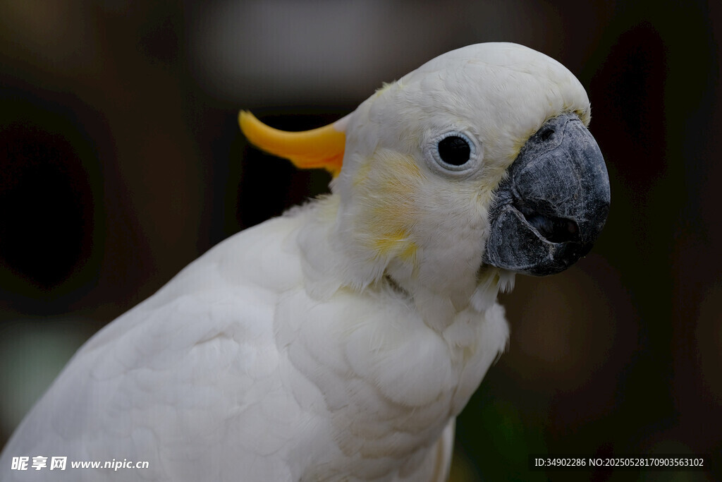 白色凤头鹦鹉特写