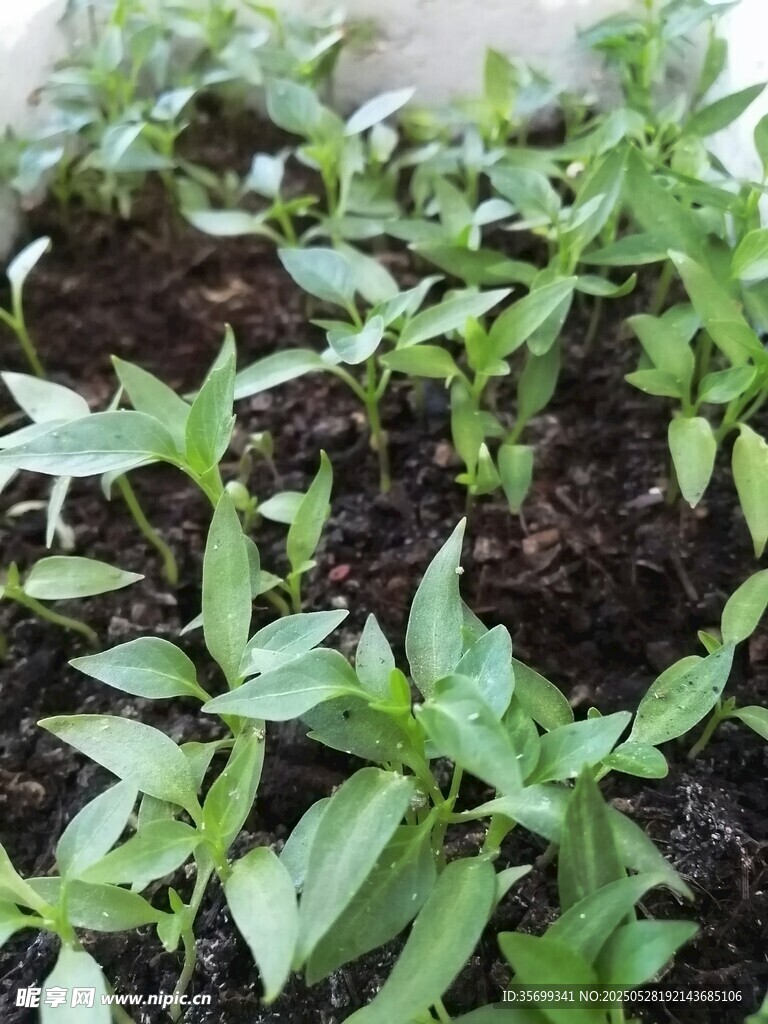 嫩绿幼苗茁壮成长