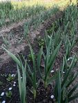 田野中的葱郁绿植花卉