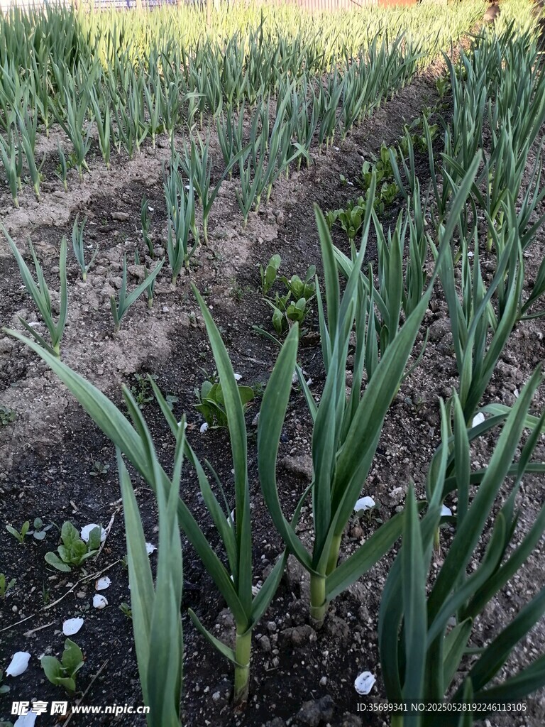 田野中的葱郁绿植花卉