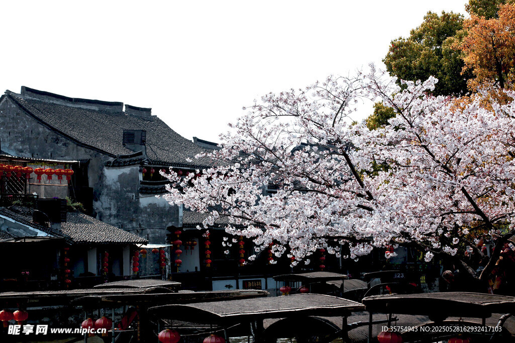 古巷樱花景