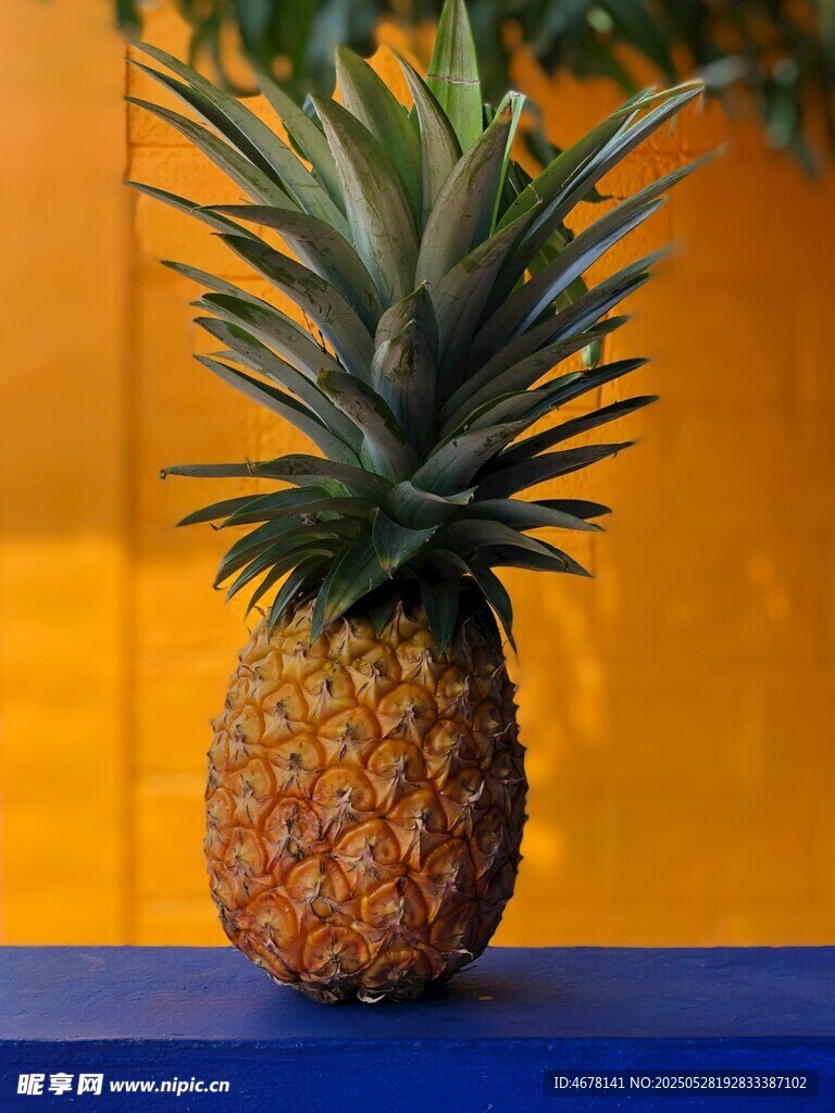 蓝色平台上的新鲜菠萝