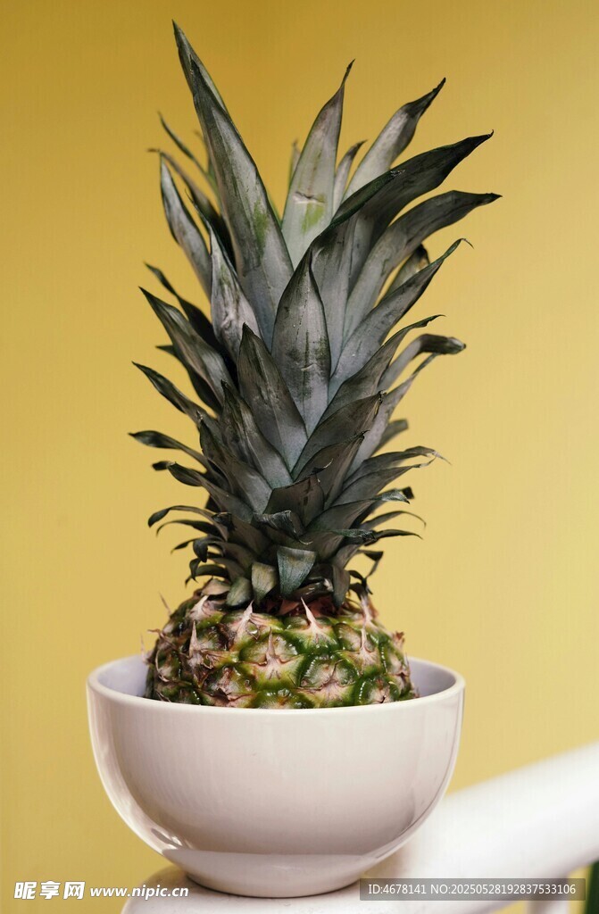 盆栽菠萝 清新绿植小景