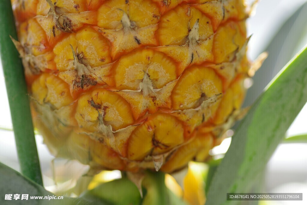 成熟菠萝特写
