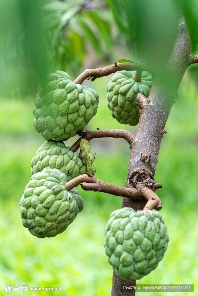 枝头的释迦果