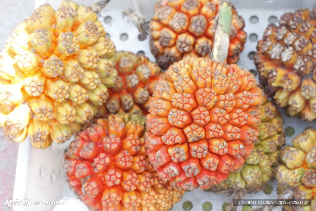 多彩多肉植物特写