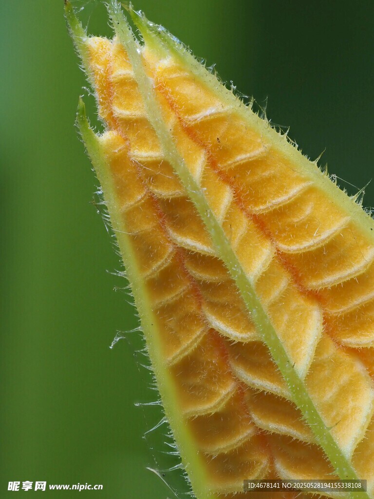 玉米须特写
