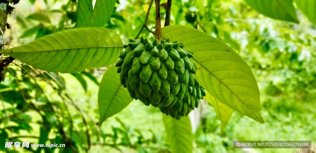 树上的释迦果果实饱满