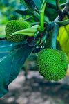 枝头的绿色菠萝蜜果实