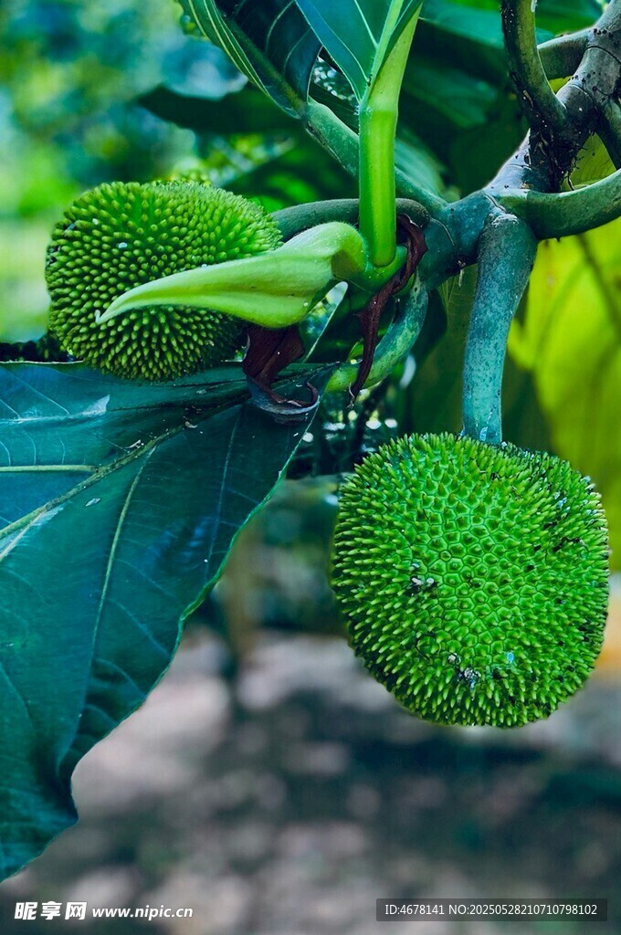 枝头的绿色菠萝蜜果实