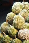 一堆新鲜的榴莲果实