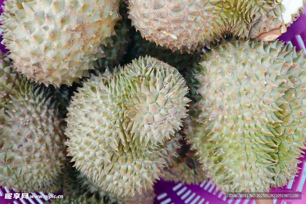 刺球果特写
