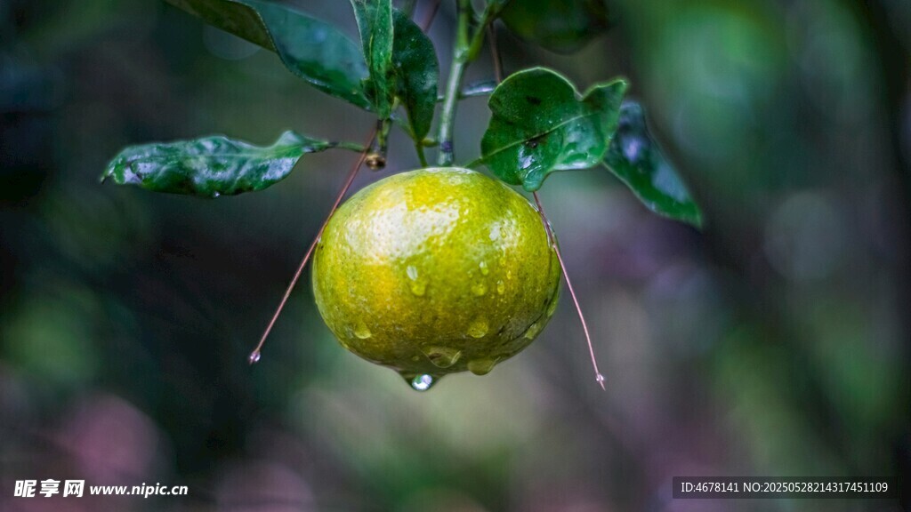 雨中挂露的青苹果