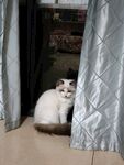 内敛的布偶猫