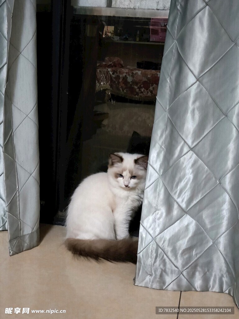 内敛的布偶猫