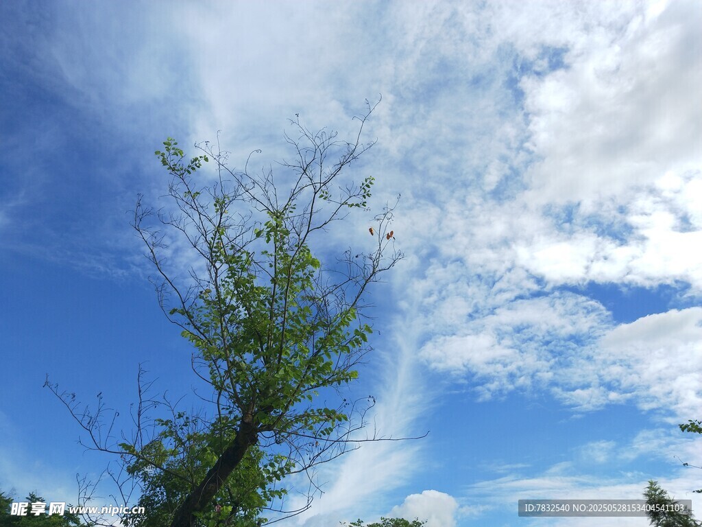 和紫荆树一起舞动的蓝天白云