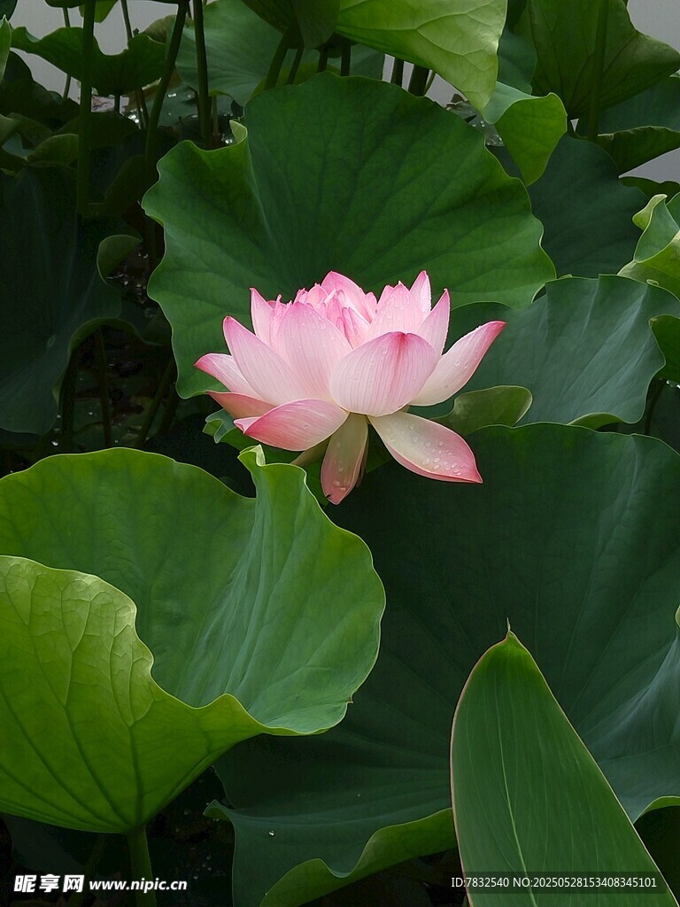 盛开的荷花