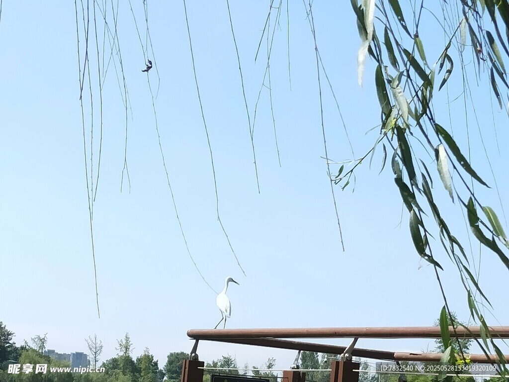 优雅的白鹤