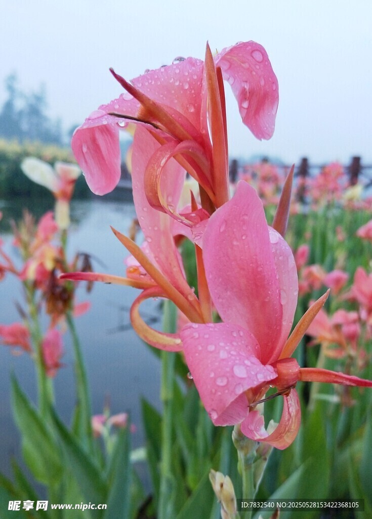 雨后的美人蕉