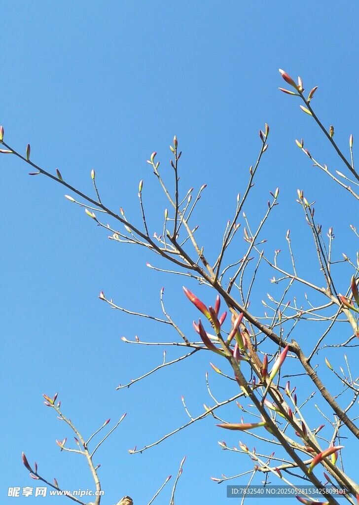 春天里的红芽