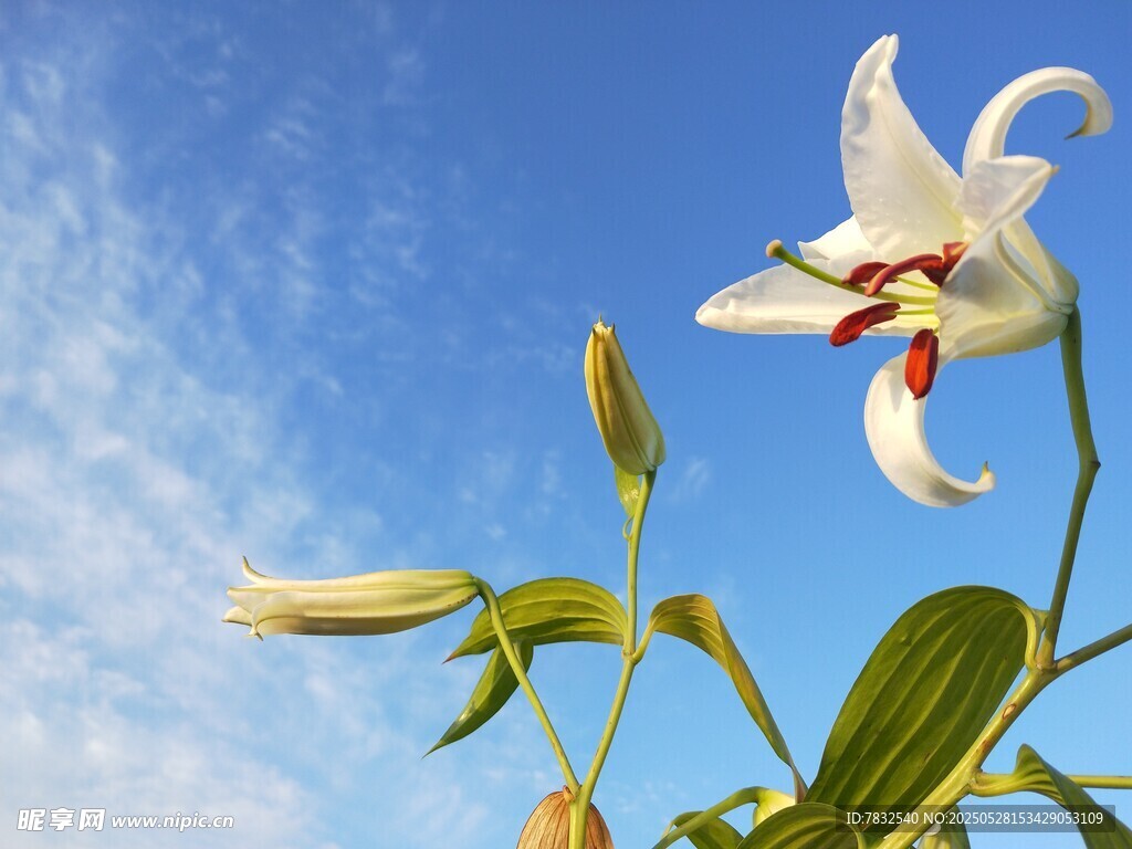 蓝天下舞动的百合花