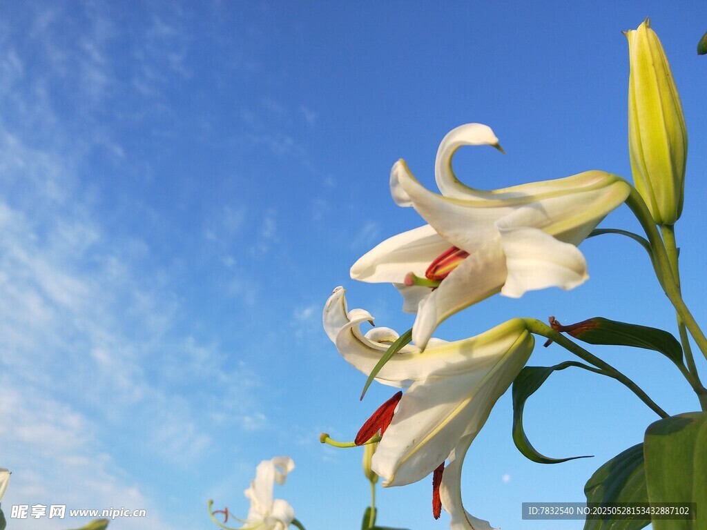 蓝天下的百合花