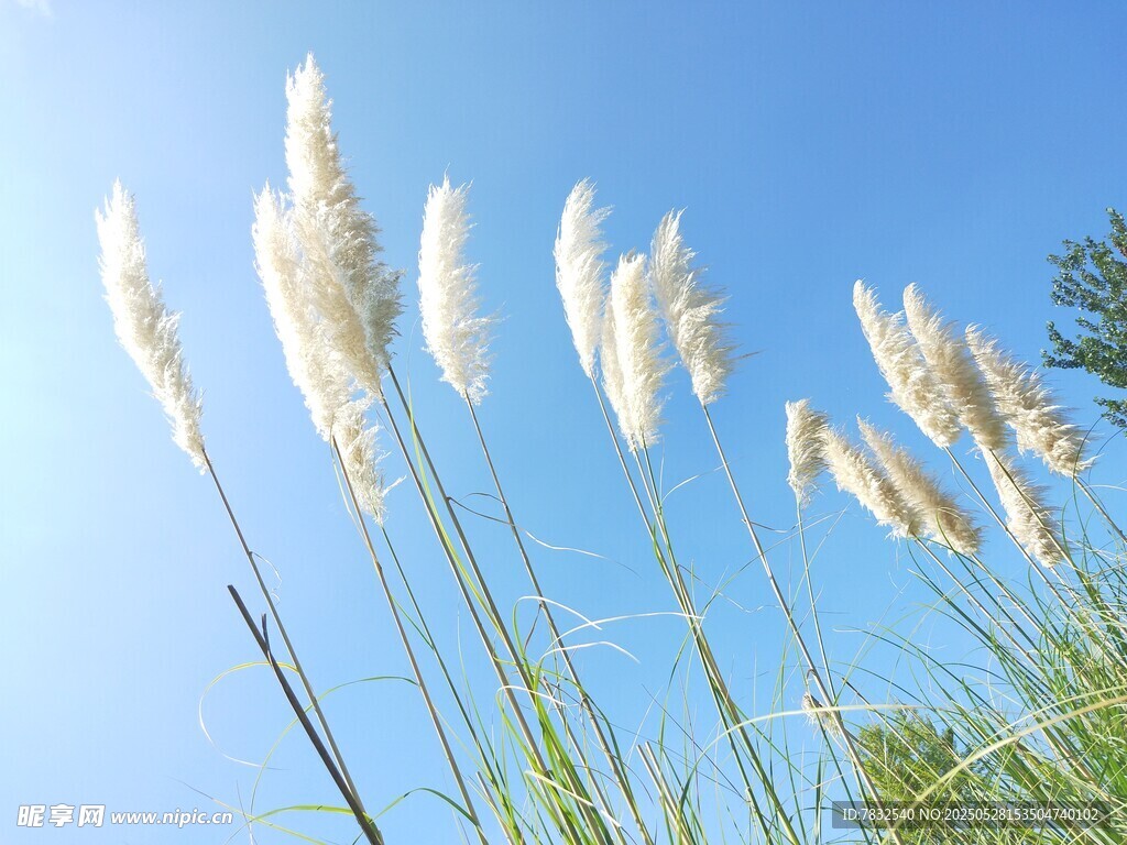 蓝天下的芦苇