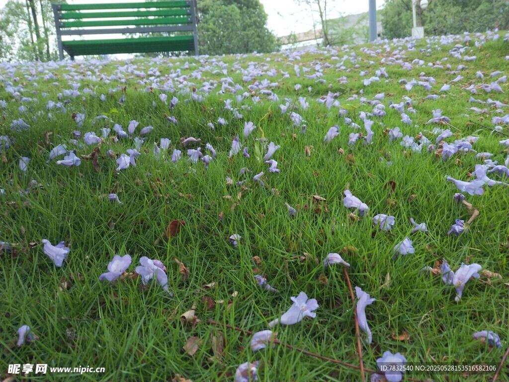 雨后掉落草坪的蓝楹花