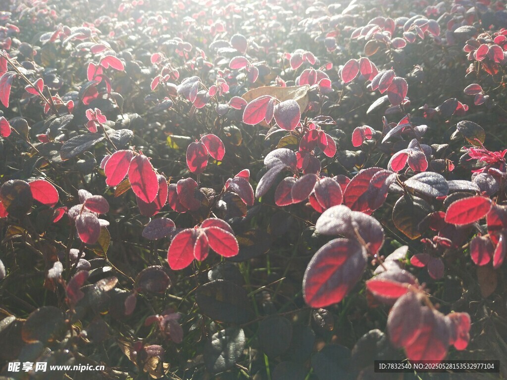 阳光照耀着沾满露水的红继木