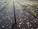 闲听桂花落