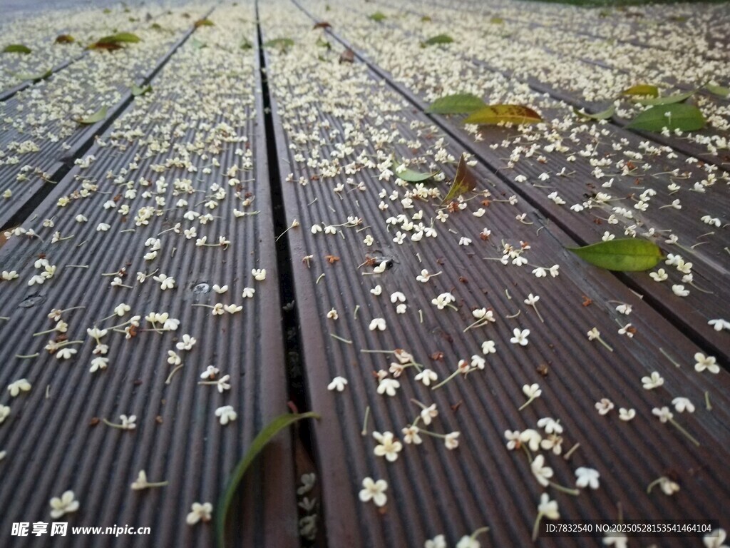 闲听桂花落