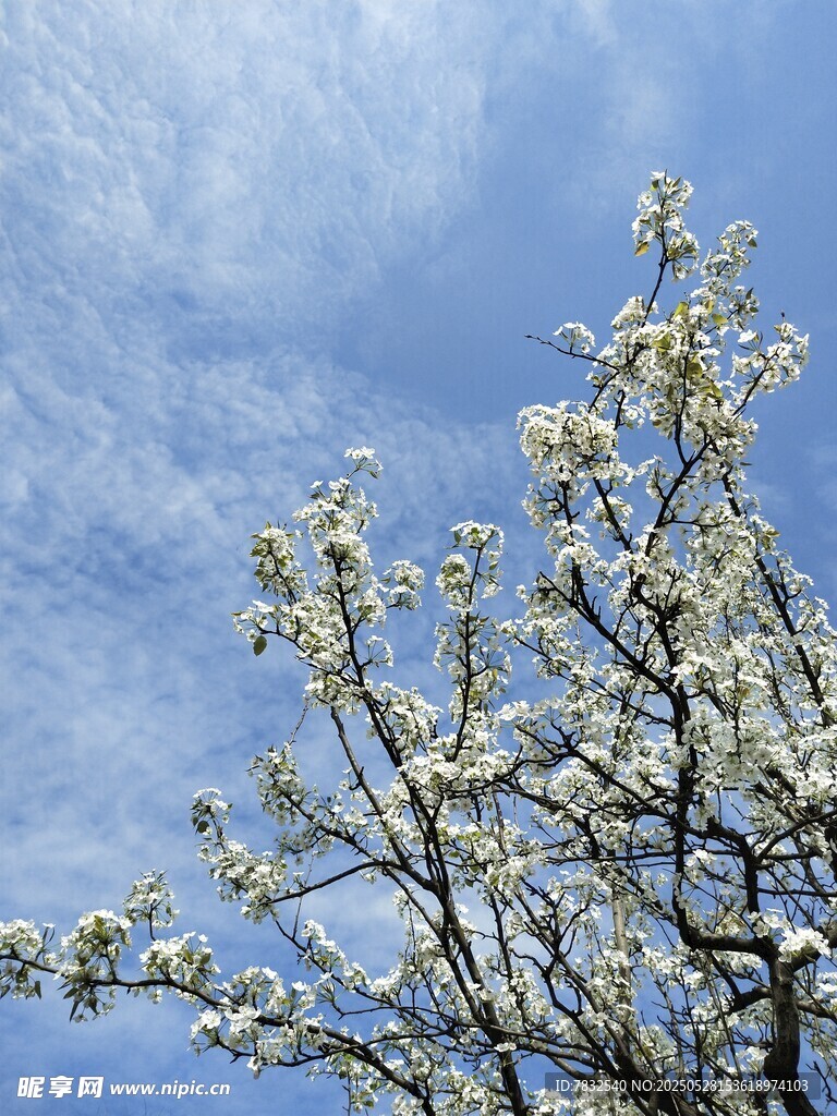 蓝天白云下的梨花