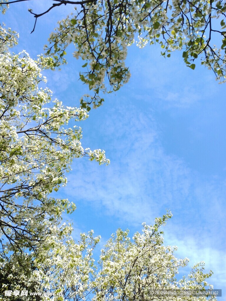 蓝天白云下的梨花